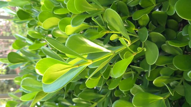 Green plant Clusia, fluminensis ornamental plant grown both in pots and for the formation of living fences