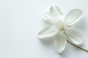 Fototapeta premium A close-up of a delicate white flower with soft petals and intricate details, set against a clean, white background