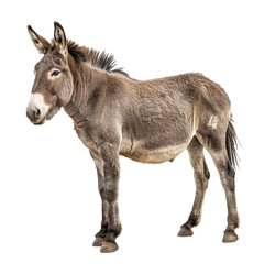 A high-resolution image of a brown donkey standing against a white background, showcasing its detailed fur and natural stance.