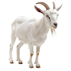 A white goat with short fur and brown horns standing against a white background. The goat appears calm and attentive.
