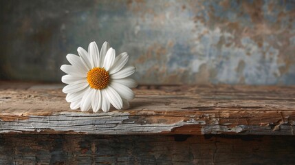 Obraz premium Single White Daisy on Rustic Wooden Surface with Weathered Background, Perfect for Nature, Floral, and Rustic-Themed Projects