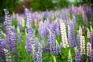 Obraz premium camera pulling out from meadow with lupine flowers in the summer nature outdoor landscape scenic