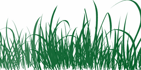 Green grass on white background. Vector illustration. Wild grass plant leaves on white isolated background for green foliage backdrop. 