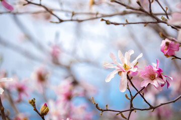 Blooming magnolia in spring. Beautiful buds of pink flowers close-up with blurred space for text.