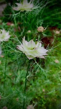 Nigelle de Damas