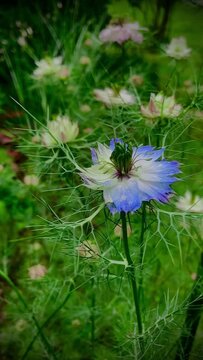 Nigelles de Damas