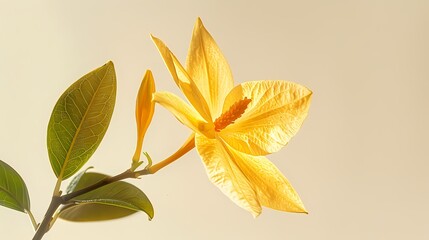 Retro yellow ylang ylang flower plant pattern illustration poster background