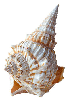 Close-up of a beautiful spiral seashell with intricate patterns and textures, isolated on a white background.