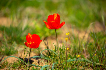 Wild Red Data Book tulips Greig in the fields of Kazakhstan. Spring flowers under the rays of sunlight. Beautiful landscape of nature. Hi spring. Beautiful flowers on a green meadow.