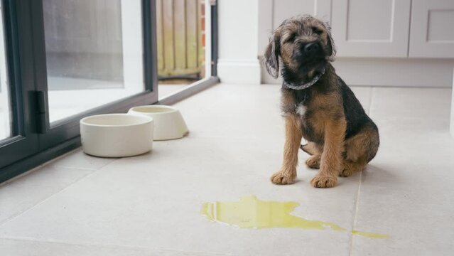 Toilet or house training border terrier puppy sitting on kitchen floor at home after wee - shot in slow motion