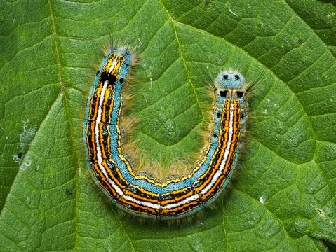 Ringelspinner (Malacosoma neustria)