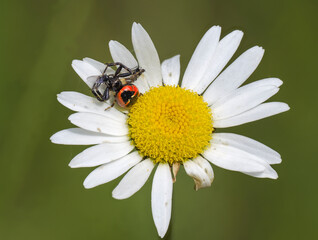 Südliche Glanz-Krabbenspinne (Synema globosum)