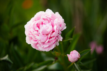 piwonia jasnoróżowa