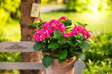 hortensja r&oacute;żowa