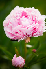 piwonia jasnoróżowa