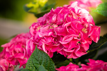 hortensja r&oacute;żowa