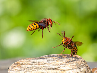 Hornisse (Vespa crabro)