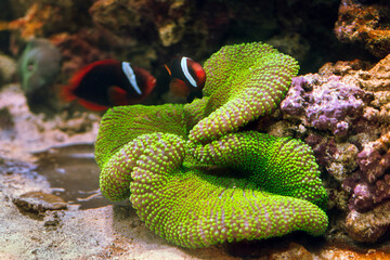 Green Haddon's Carpet Anemone (Stichodactyla haddoni) ornamental invertebrate