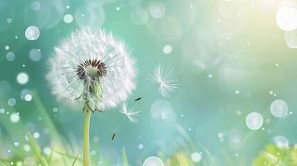 Dandelion close up