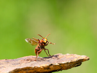 Hornisse (Vespa crabro)