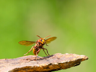 Hornisse (Vespa crabro)