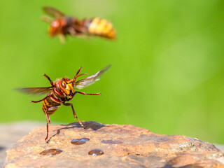 Hornisse (Vespa crabro)