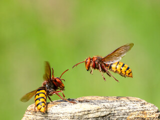 Hornisse (Vespa crabro)