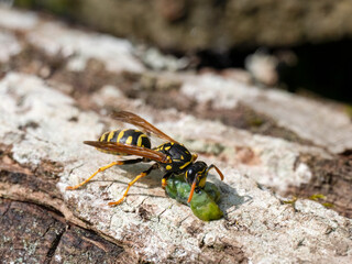 Deutsche Wespe (Vespula germanica)