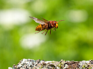 Hornisse (Vespa crabro)