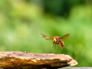 Hornisse (Vespa crabro)