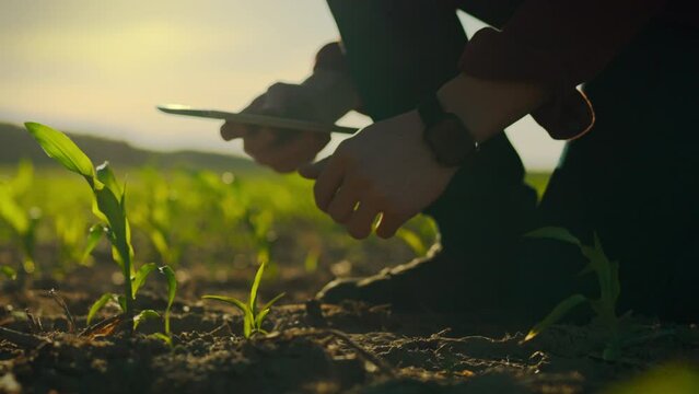 The farmer uses technology to grow food in the fields. Modern management of agronomic processes occurs with the use of technology. A farmer enters data on young corn sprouts into an electronic tablet
