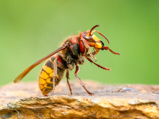 Hornisse (Vespa crabro)