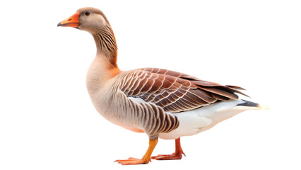 Obraz premium A goose isolated on transparent background