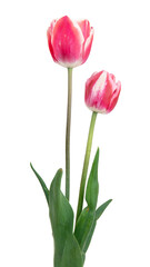 beautiful, pink tulip isolated on the white background