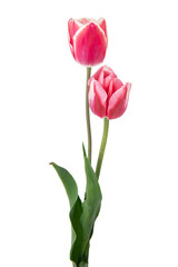 beautiful, pink tulip isolated on the white background