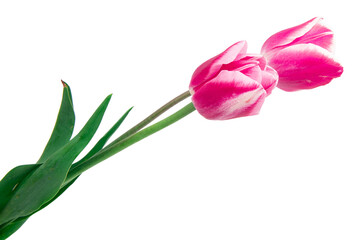 beautiful, pink tulip isolated on the white background