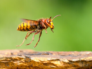 Hornisse (Vespa crabro)