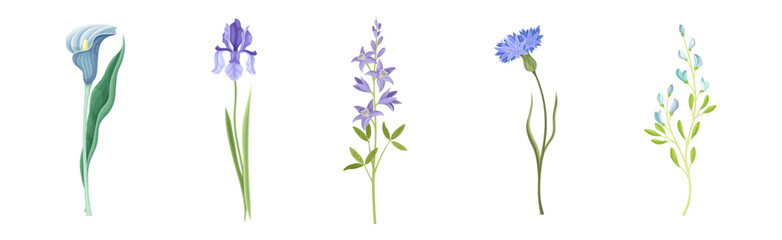 Obraz premium Purple Flowers on Stem as Meadow or Field Plant Vector Set