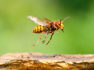 Hornisse (Vespa crabro)