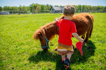 Konie i kuce na pastwisku w otoczeniu wiejskim i w zagrodzie © Dan