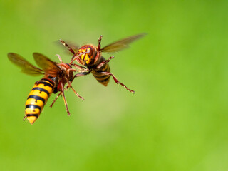 Hornisse (Vespa crabro)