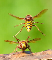 Hornisse (Vespa crabro)
