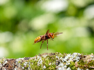 Hornisse (Vespa crabro)