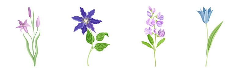 Purple Flowers on Stem as Meadow or Field Plant Vector Set