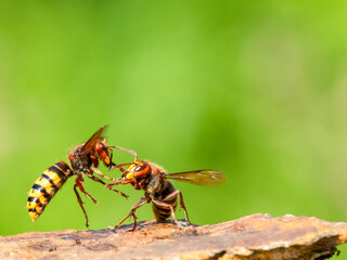 Hornisse (Vespa crabro)