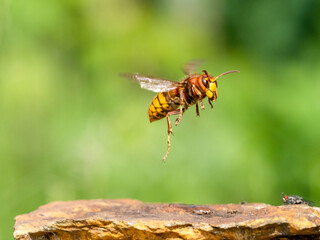 Hornisse (Vespa crabro)