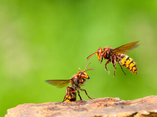 Hornisse (Vespa crabro)