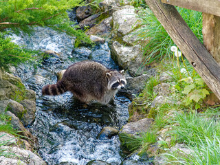 Raccoon in a small stream, spring time, Beauval zoo, France © EricG