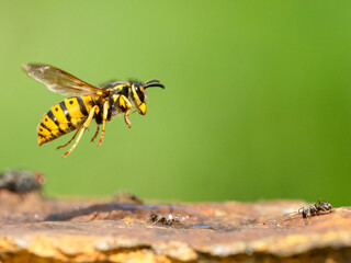 Deutsche Wespe (Vespula germanica)