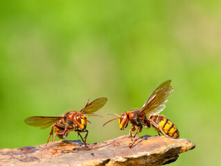 Hornisse (Vespa crabro)